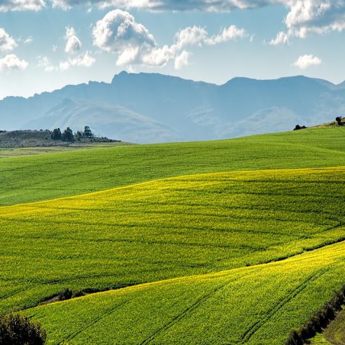 fertilizantes-cultivos-sostenibles-4