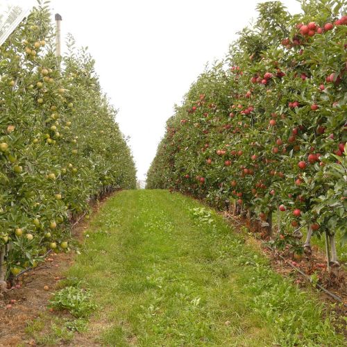 fertilizantes-huerta