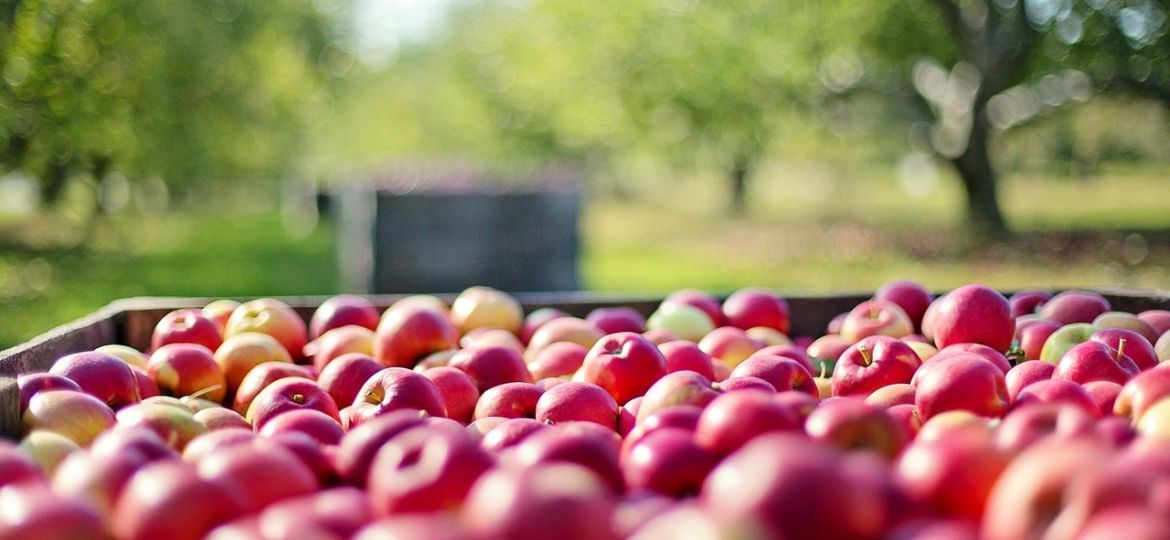 fertilizantes-manzanas