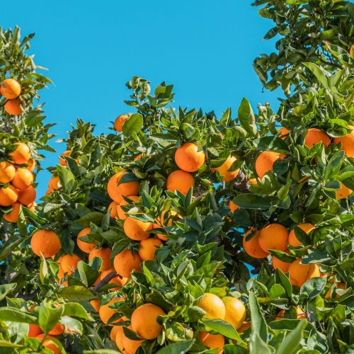 fertilizantes-naranjas_1-1