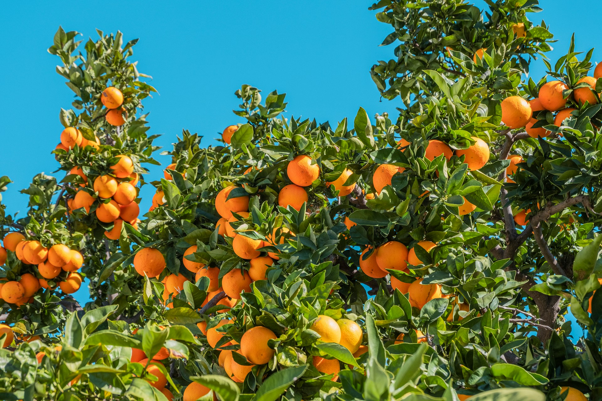 Fertilizantes sostenibles Verdinatur